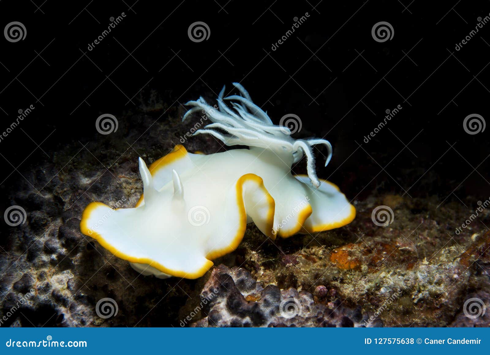 white and yellow nudibranch